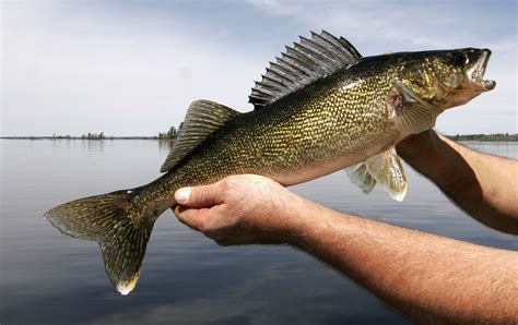 Ontário walleye de fenda de tamanho